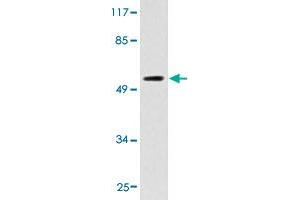 Western blot analysis of HT-29 cell extracts with CYP2D6 polyclonal antibody . (CYP2D6 抗体  (AA 241-290))