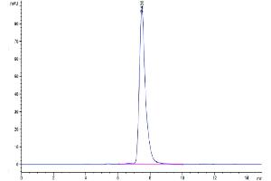 Size-exclusion chromatography-High Pressure Liquid Chromatography (SEC-HPLC) image for C-Type Lectin Domain Family 7, Member A (CLEC7A) (AA 71-244) protein (Fc Tag) (ABIN7274366)