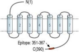 Representative domain view of the target of ABIN7043806. (TACR2 抗体  (Intracellular, N-Term))