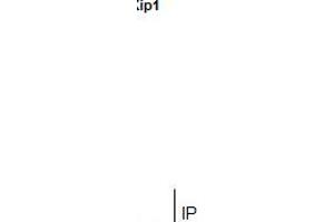 Immunoprecipitation (IP) image for anti-Cyclin-Dependent Kinase Inhibitor 1B (p27, Kip1) (CDKN1B) antibody (ABIN2854753)