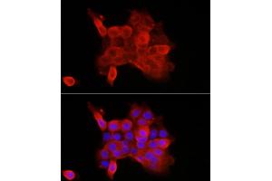 Immunofluorescence analysis of  cells using CDH3 Rabbit pAb (ABIN7269142) at dilution of 1:100 (40x lens). (P-Cadherin 抗体  (AA 24-350))