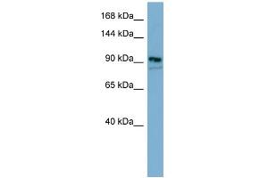 Western Blotting (WB) image for anti-Extended Synaptotagmin 2 (ESYT2) (Middle Region) antibody (ABIN2783799)