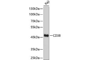Western blot analysis of extracts of Raji cells, using CD38 Antibody (ABIN6130076, ABIN6138177, ABIN6138178 and ABIN6217677) at 1:1000 dilution. (CD38 抗体  (AA 46-300))