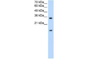 WB Suggested Anti-HNRPUL1 Antibody Titration:  0. (HNRNPUL1 抗体  (C-Term))