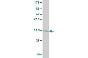 Western Blot detection against Immunogen (33. (RPS15 抗体  (AA 77-145))