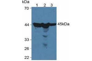 Western blot analysis of (1) Human HeLa cells, (2) Human HepG2 Cells and (3) Human 293T Cells. (PGK1 抗体  (AA 2-417))