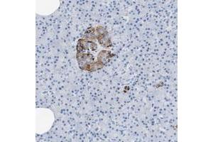 Immunohistochemical staining of human pancreas with SLFN13 polyclonal antibody  shows moderate cytoplasmic positivity in islet cells. (SLN13 抗体)