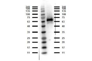 Western Blot of Rabbit anti-Abi1 antibody. (ABI1 抗体  (C-Term))