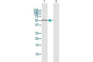 Western Blot analysis of WDR51B expression in transfected 293T cell line by WDR51B MaxPab polyclonal antibody.