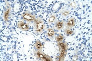 Image no. 1 for anti-gamma-Glutamyltransferase Light Chain 1 (GGTLC1) (C-Term) antibody (ABIN204972) (GGTLC1 抗体  (C-Term))