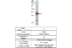 H1N1 Influenza M1/matrix protein 1 Western blot (WB) 13615
