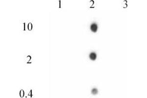 Histone H2A. (H2AFZ 抗体  (C-Term))