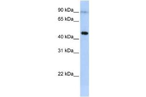 Western Blotting (WB) image for anti-Eosinophil Peroxidase (EPX) antibody (ABIN2458604) (EPX 抗体)
