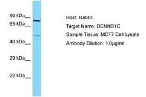 Image no. 1 for anti-DENN/MADD Domain Containing 1C (DENND1C) (C-Term) antibody (ABIN6750558) (DENND1C 抗体  (C-Term))