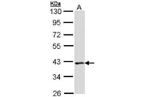 WB Image Sample (30 ug of whole cell lysate) A: Raji 10% SDS PAGE antibody diluted at 1:1000 (DMC1 抗体  (Center))