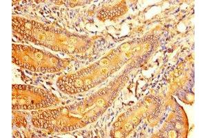 Immunohistochemistry of paraffin-embedded human small intestine tissue using ABIN7153215 at dilution of 1:100 (ALDOC 抗体  (AA 190-354))