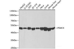 Western blot analysis of extracts of various cell lines using PSMC4 Polyclonal Antibody at dilution of 1:1000. (PSMC4 抗体)