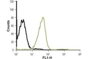 Cell surface detection of CXCR1 in Jurkat living cells: (black line) Unstained cells. (CXCR1 抗体  (Extracellular))
