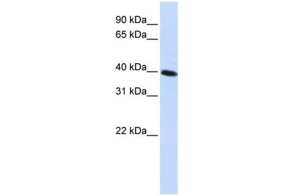 Carkd antibody  (Middle Region)