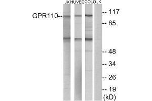 Western blot analysis of extracts from Jurkat cells, HUVEC cells and COLO cells, using GPR110 antibody. (G Protein-Coupled Receptor 110 抗体  (C-Term))
