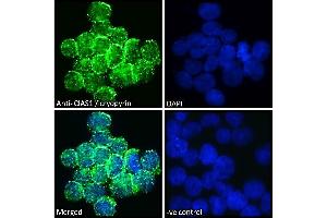 Immunofluorescence (IF) image for anti-NLR Family, Pyrin Domain Containing 3 (NLRP3) (C-Term) antibody (ABIN184887)