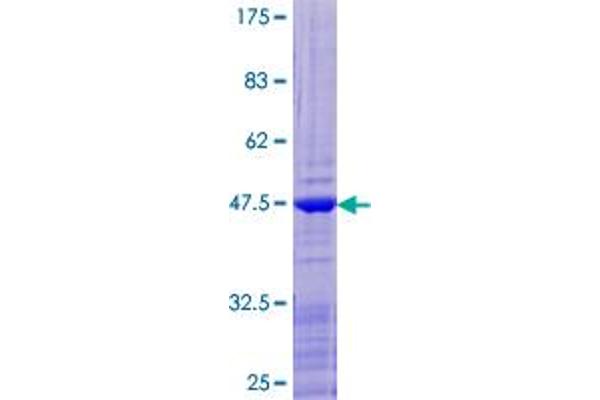 RPL12 Protein (AA 1-165) (GST tag)