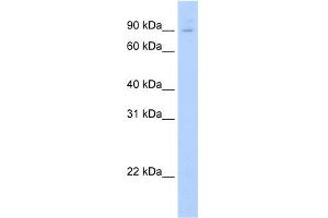 WB Suggested Anti-E2f7 Antibody Titration:  0. (E2F7 抗体  (N-Term))