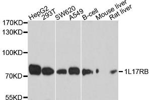 Western blot analysis of extracts of various cell lines, using IL17RB antibody (ABIN6003845) at 1/1000 dilution. (IL17 Receptor B 抗体)