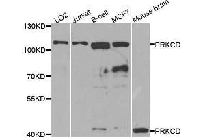 Western blot analysis of extracts of various cell lines, using PRKCD antibody. (PKC delta 抗体)
