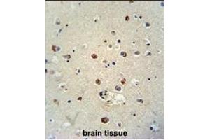 RILPL1 antibody (C-term) (ABIN654255 and ABIN2844075) immunohistochemistry analysis in formalin fixed and paraffin embedded human brain tissue followed by peroxidase conjugation of the secondary antibody and DAB staining. (RILPL1 抗体  (C-Term))