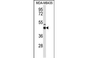 Western blot analysis of GABRD Antibody in MDA-MB435 cell line lysates (35ug/lane) (GABRD 抗体  (AA 331-358))