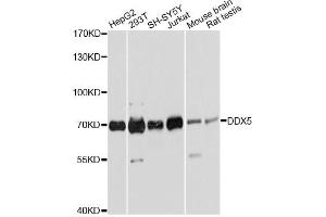 Western blot analysis of extracts of various cell lines, using DDX5 antibody (ABIN6291987) at 1:2000 dilution. (DDX5 抗体)