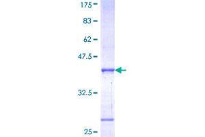 POU1F1 Protein (AA 182-291) (GST tag)