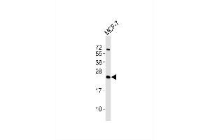 Western Blotting (WB) image for anti-ATP Synthase, H+ Transporting, Mitochondrial F0 Complex, Subunit S (Factor B) (ATP5S) antibody (ABIN6241796)