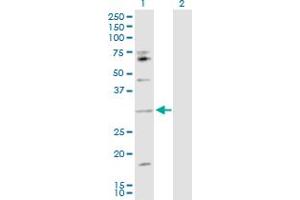 Western Blot analysis of IL17B expression in transfected 293T cell line by IL17B MaxPab polyclonal antibody. (IL17B 抗体  (AA 1-180))