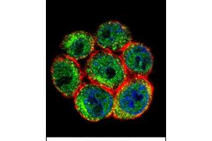 Confocal immunofluorescent analysis of SSH3 Antibody (C-term) (ABIN655643 and ABIN2845120) with Hela cell followed by Alexa Fluor 488-conjugated goat anti-rabbit lgG (green). (SSH3 抗体  (C-Term))