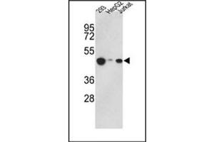 Image no. 1 for anti-Histone Acetyltransferase 1 (HAT1) (AA 390-419), (C-Term) antibody (ABIN356621) (HAT1 抗体  (C-Term))
