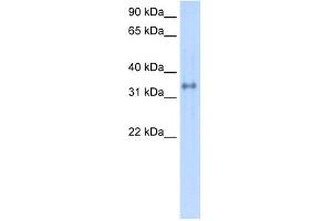 WB Suggested Anti-CA4 Antibody Titration:  0. (CA4 抗体  (C-Term))