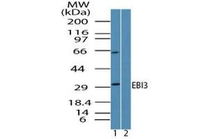 Image no. 1 for anti-Interleukin-27 subunit beta (IL-27b) (AA 200-230) antibody (ABIN960149) (EBI3 抗体  (AA 200-230))