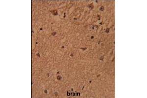 Formalin-fixed and paraffin-embedded human brain reacted with HSPC142 Antibody , which was peroxidase-conjugated to the secondary antibody, followed by DAB staining. (BRISC and BRCA1 A Complex Member 1 (BABAM1) (AA 116-143) 抗体)