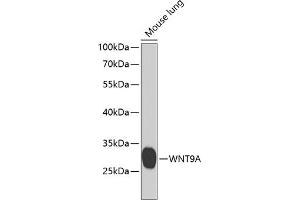 Western blot analysis of extracts of mouse lung, using WNT9A antibody (ABIN6130803, ABIN6150259, ABIN6150260 and ABIN6223940) at 1:1000 dilution.