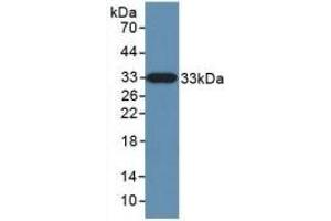 Detection of Recombinant KLK10, Human using Polyclonal Antibody to Kallikrein 10 (KLK10) (Kallikrein 10 抗体  (AA 35-276))