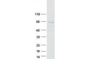 Western Blotting (WB) image for Solute Carrier Family 1 (Glutamate/Neutral Amino Acid Transporter), Member 4 (SLC1A4) (Transcript Variant 1) protein (Myc-DYKDDDDK Tag) (ABIN2732153)