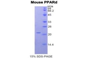 SDS-PAGE (SDS) image for Peroxisome Proliferator-Activated Receptor delta (PPARD) (AA 260-426) protein (His tag) (ABIN1878375) (PPARD Protein (AA 260-426) (His tag))