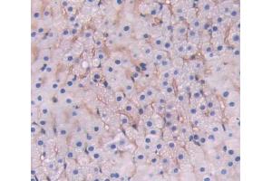 IHC-P analysis of adrenal gland tissue, with DAB staining. (LRP1B 抗体  (AA 31-194))