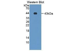 Western Blotting (WB) image for anti-Surfactant Protein D (SFTPD) (AA 21-375) antibody (ABIN1860607) (SFTPD 抗体  (AA 21-375))