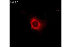 Immunofluorescence (IF) image for anti-BFP Fluorescent Protein antibody (ABIN7273077) (BFP Fluorescent Protein 抗体)