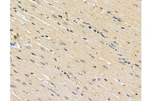 ABIN6264335 and ABIN6279358 at 1/100 staining rat heart tissue by IHC-P. (POLE2 抗体  (C-Term))