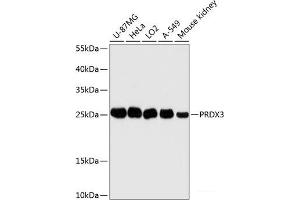 Western blot analysis of extracts of various cell lines using PRDX3 Polyclonal Antibody at dilution of 1:3000. (Peroxiredoxin 3 抗体)