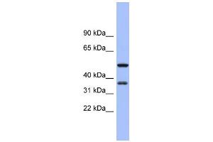 WB Suggested Anti-EIF2S1 Antibody Titration:  0.